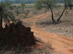 14186 Termite hill.jpg